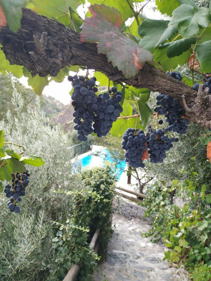 Cortijo La Solana Guest House Guejar Sierra Luaran gambar